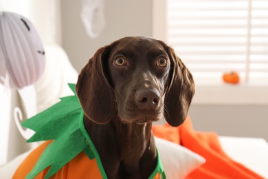 Adorable German Shorthaired Pointer dog dressed as pumpkin indoors. Halloween costume for pet