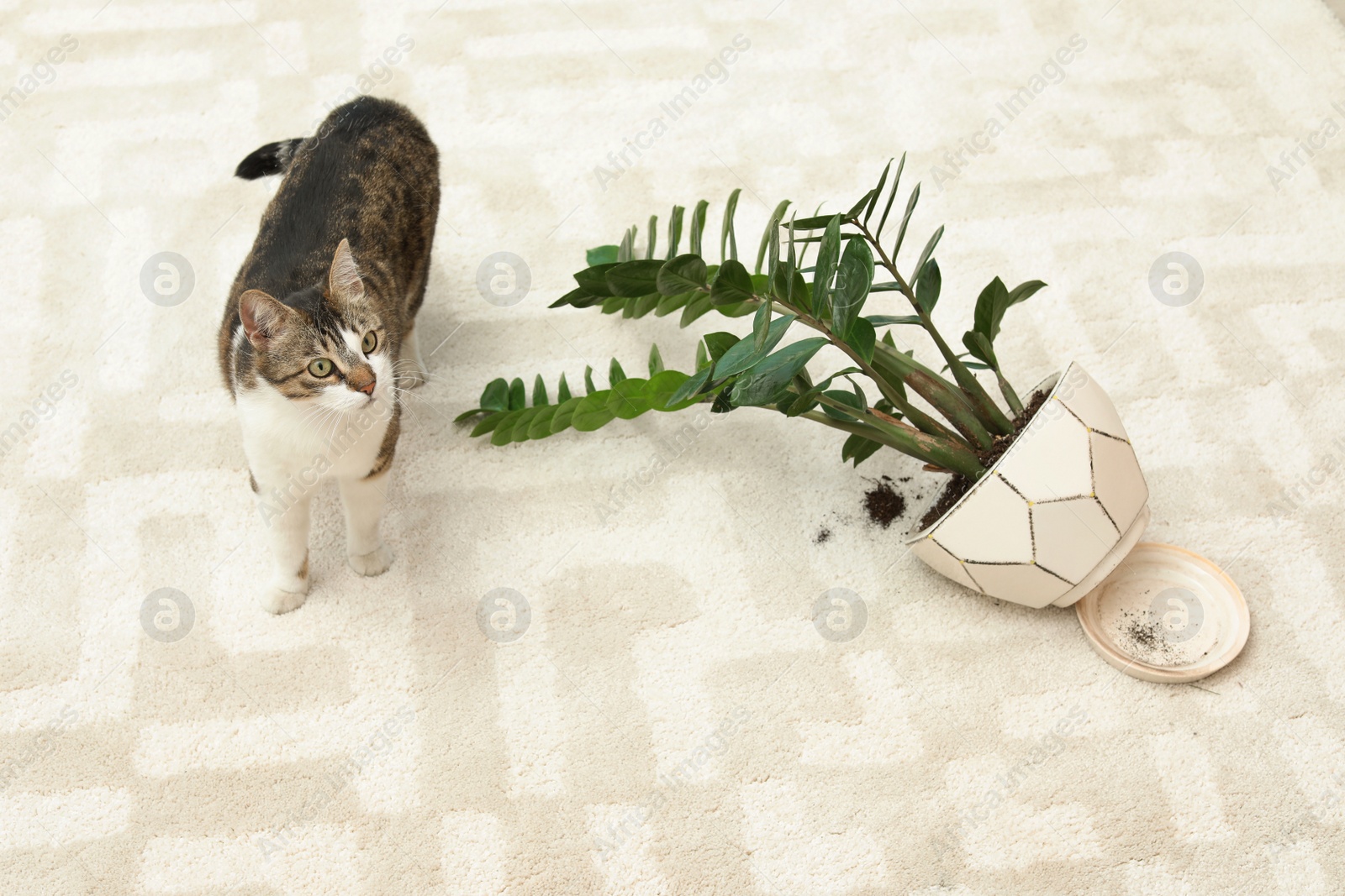 Photo of Cat near overturned houseplant on light carpet