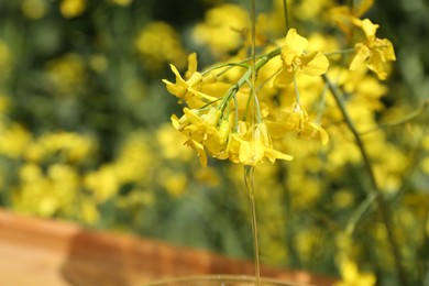 Photo of Pouring rapeseed oil onto flower outdoors, closeup. Space for text