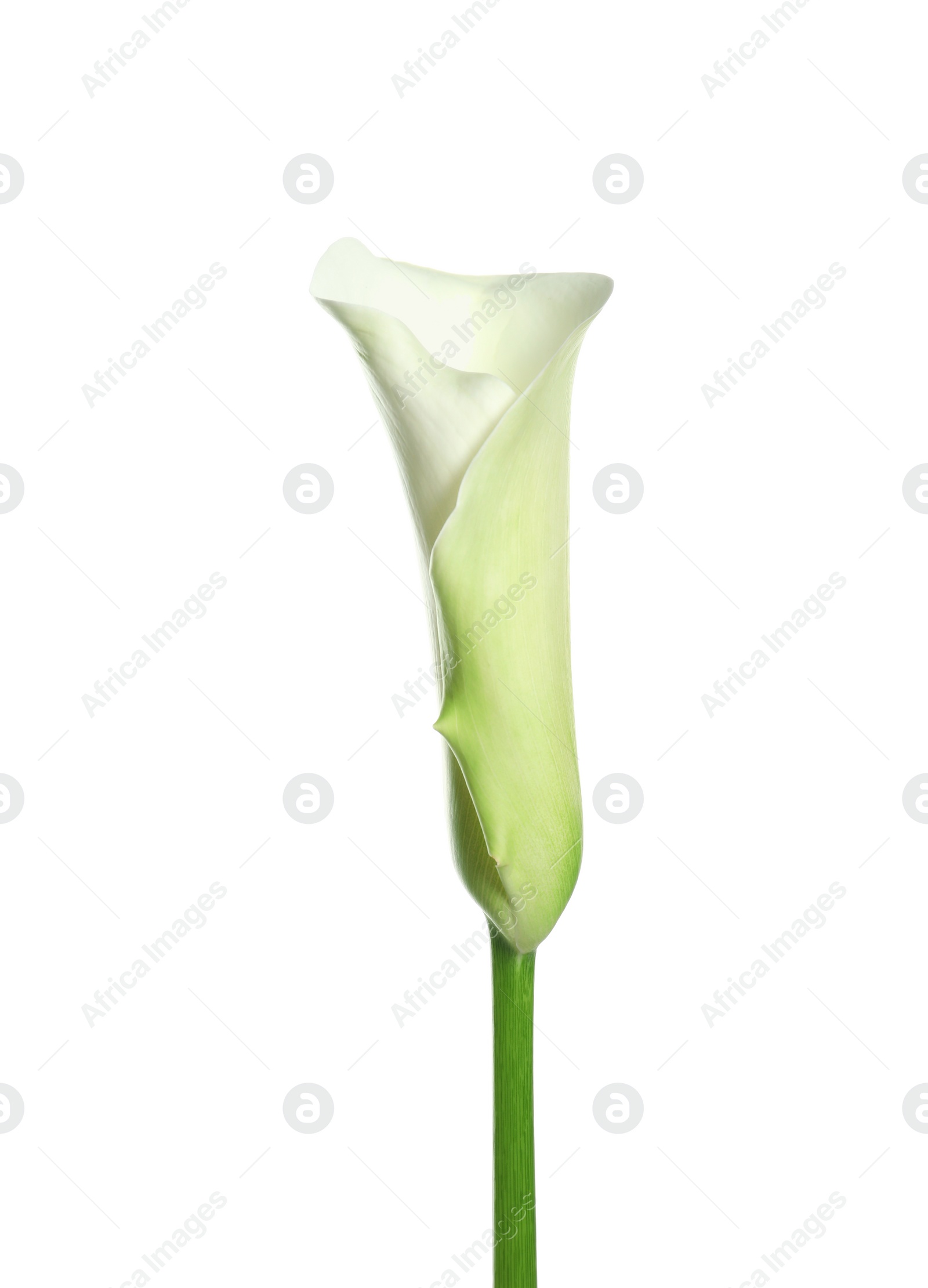 Photo of Beautiful calla lily flower on white background