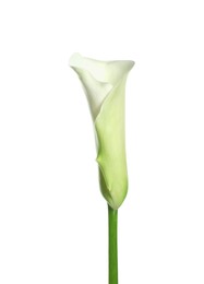 Photo of Beautiful calla lily flower on white background