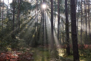 Photo of Majestic view of forest with sunbeams shining through trees in morning