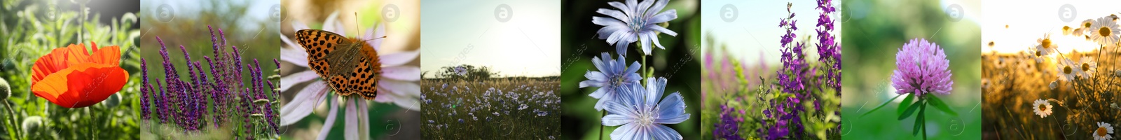 Image of Collage with photos of different beautiful wild flowers growing in meadow