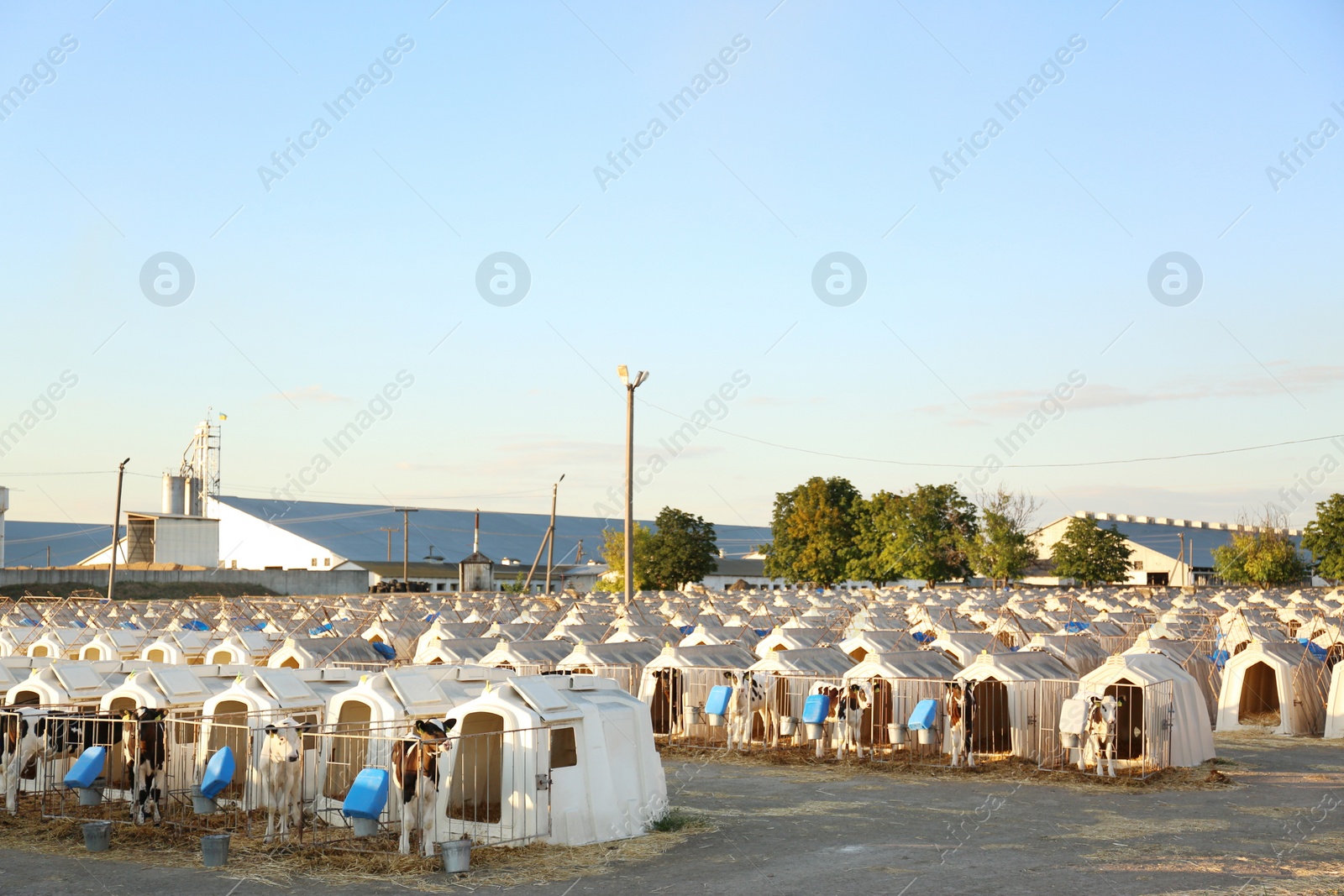 Photo of Pretty little calves near their hutches on farm. Animal husbandry