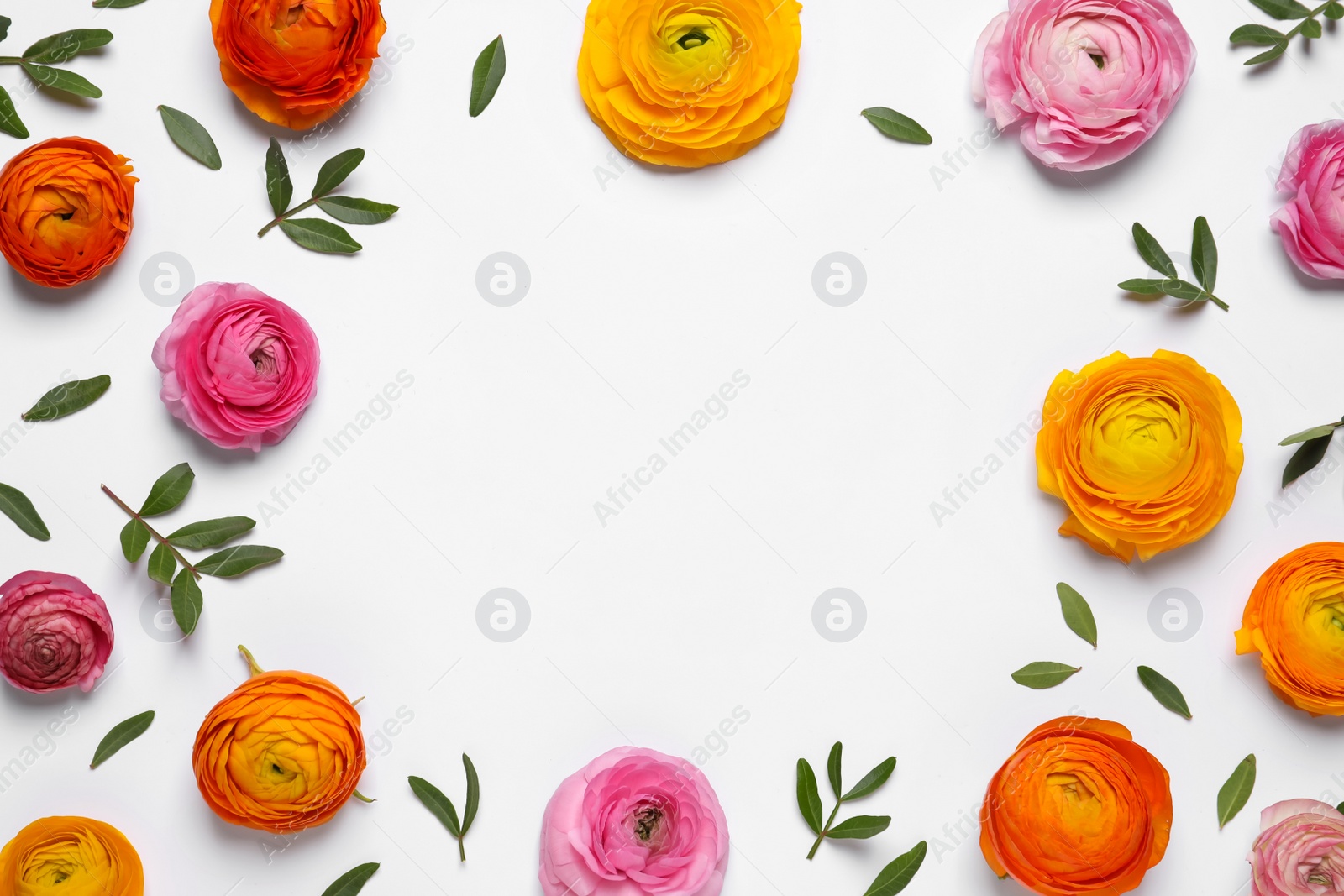 Photo of Beautiful ranunculus flowers on white background, top view