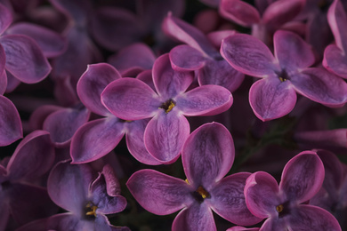 Photo of Closeup view of beautiful blossoming lilac as background