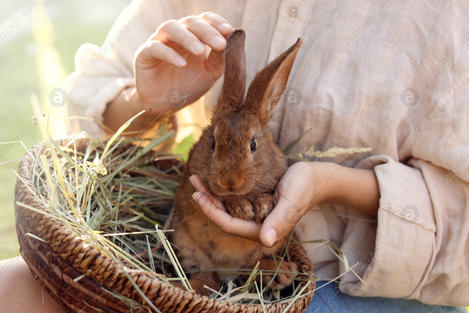 Photo of Woman with cute rabbit outdoors on sunny day, closeup