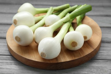 Photo of Tray with green spring onions on grey wooden table, closeup