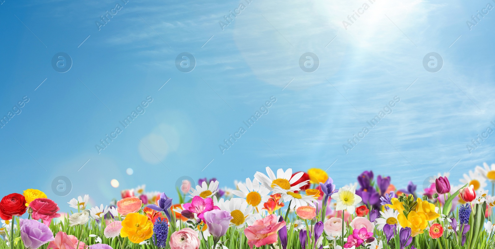 Image of Many beautiful spring flowers outdoors on sunny day, banner design