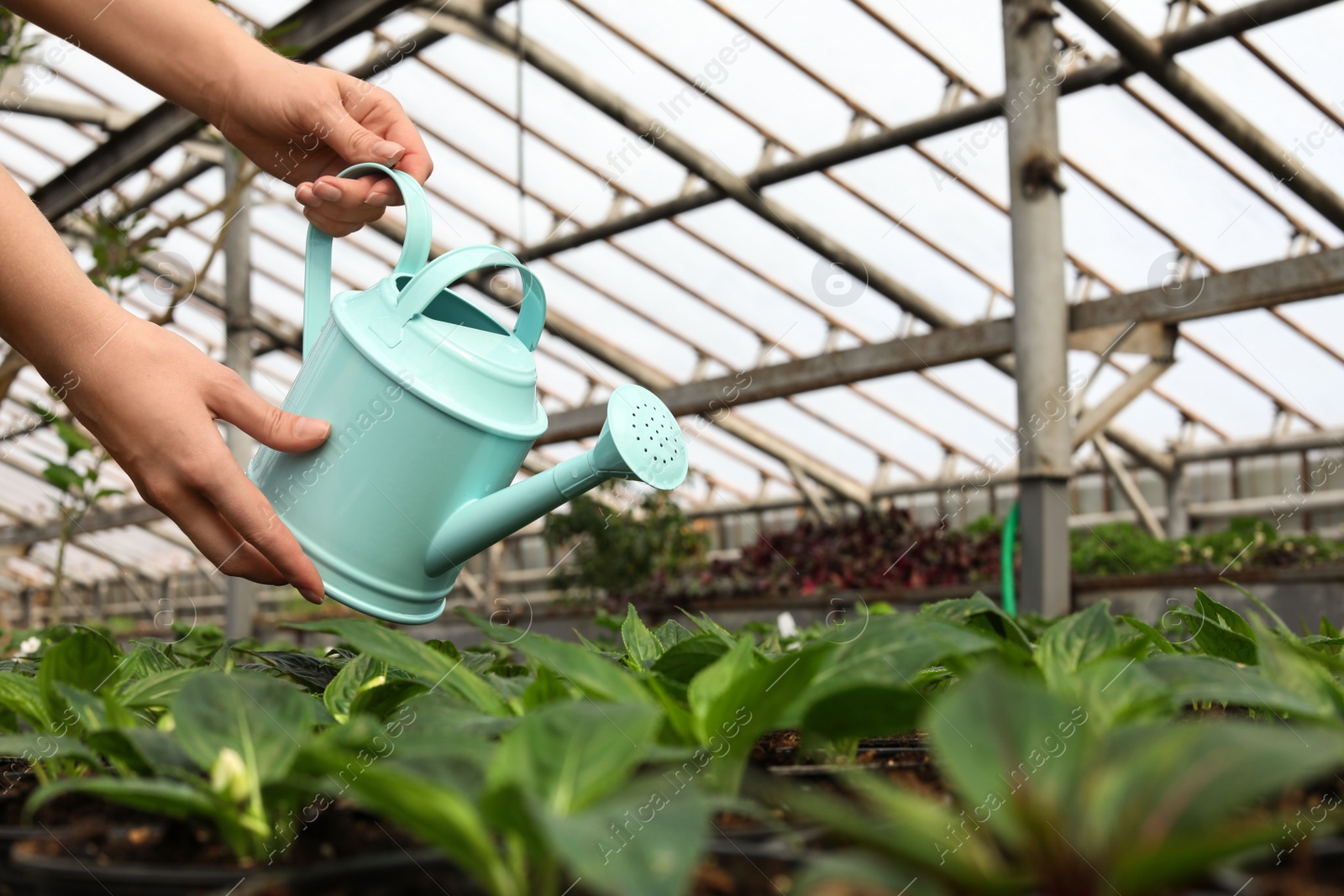 Photo of Woman watering fresh growing seedlings in greenhouse, closeup. Space for text