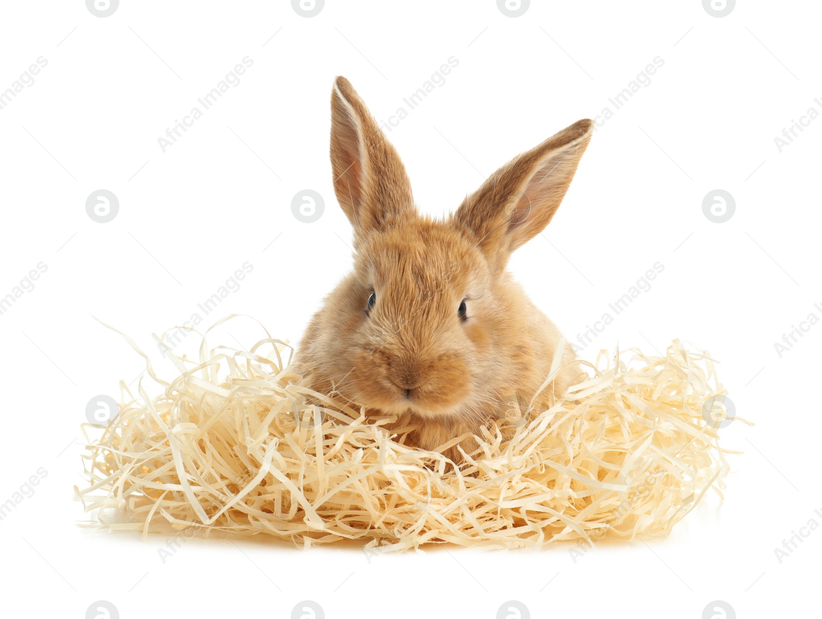 Photo of Adorable furry Easter bunny with decorative straw on white background