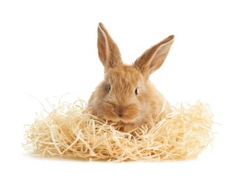 Photo of Adorable furry Easter bunny with decorative straw on white background