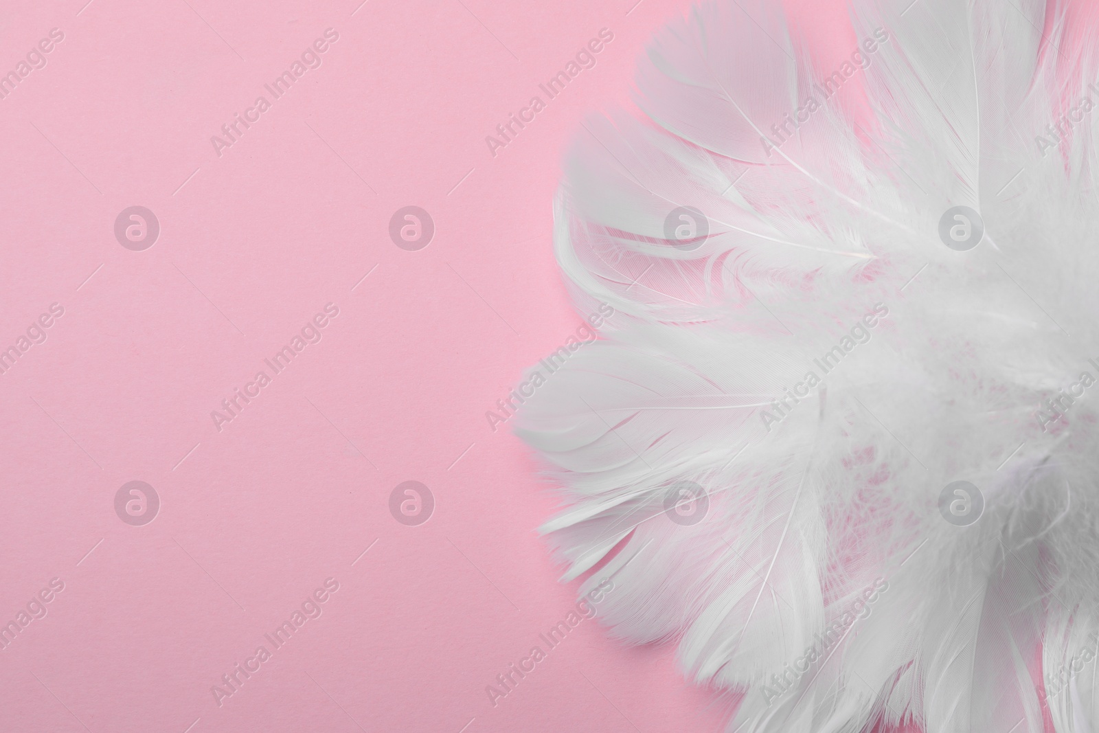 Photo of Pile of beautiful fluffy feathers on pink background, top view. Space for text