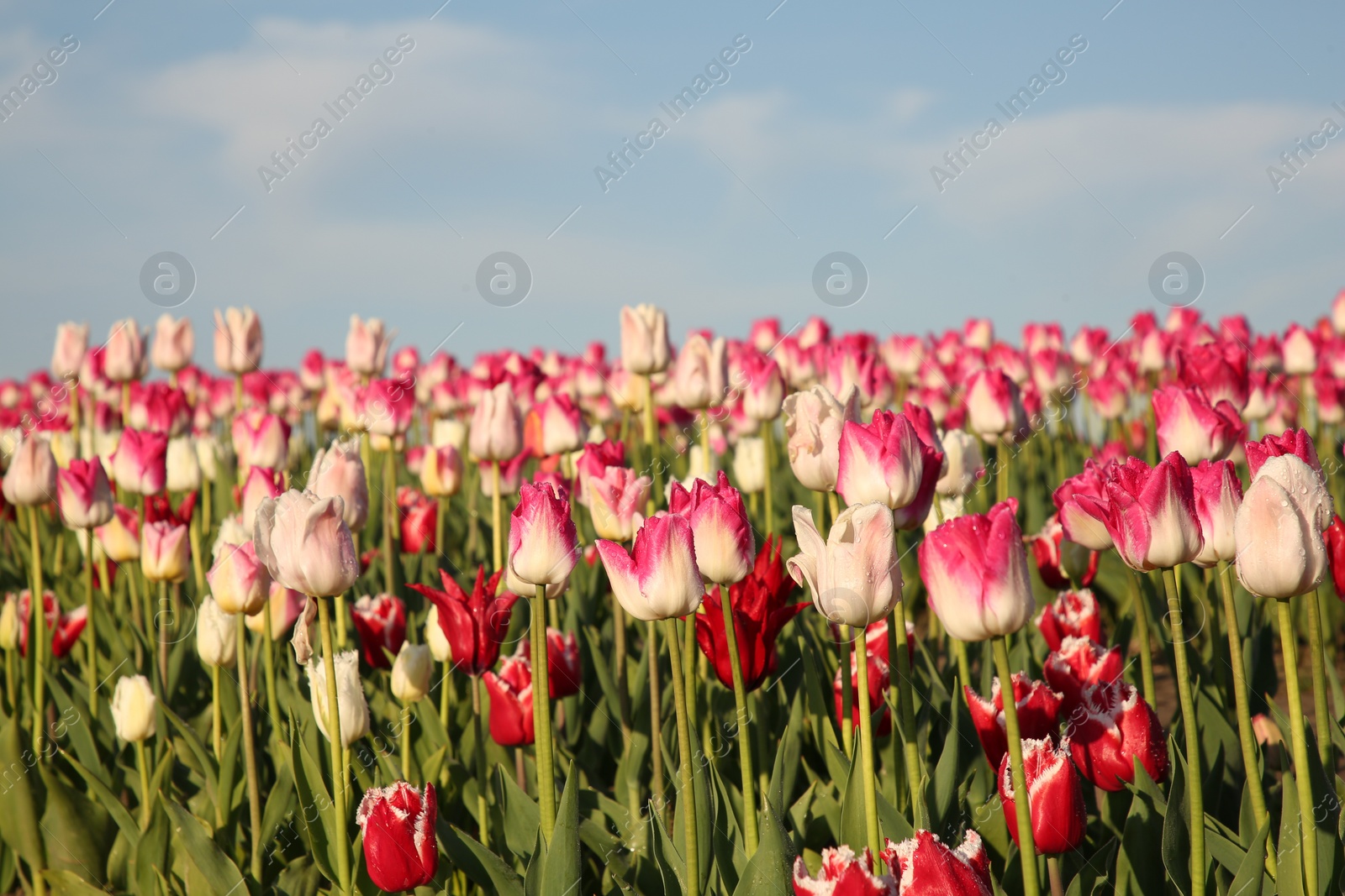 Photo of Beautiful colorful tulip flowers growing in field on sunny day