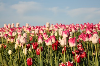 Beautiful colorful tulip flowers growing in field on sunny day