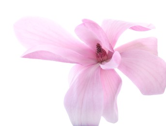 Beautiful pink magnolia flower isolated on white