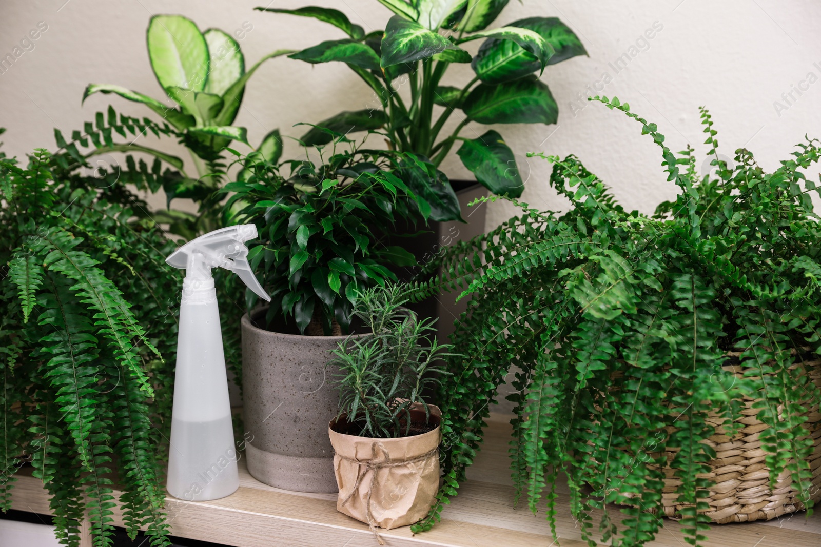 Photo of Beautiful plants and spray bottle on wooden table. Home decor