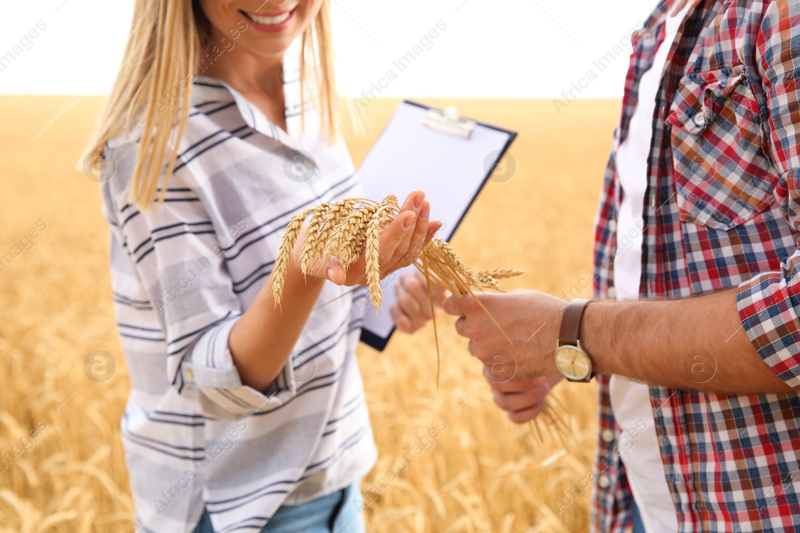 Photo of Young agronomists in grain field. Cereal farming