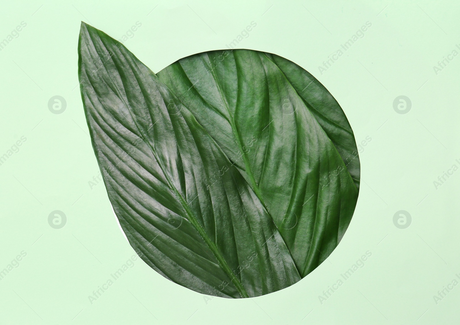 Photo of Beautiful composition with tropical leaves on color background, top view