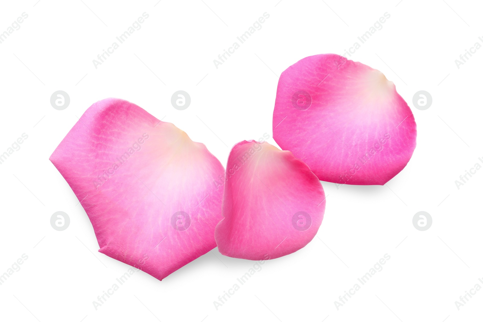 Photo of Many pink rose petals on white background