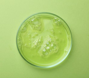 Petri dish with liquid sample on green background, top view