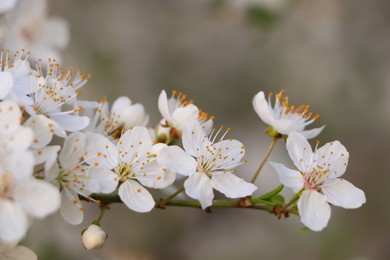 Photo of Cherry tree with white blossoms on blurred background, closeup. Spring season