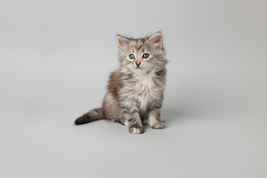 Beautiful kitten on light grey background. Cute pet