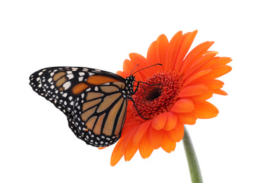 Photo of Flower with beautiful monarch butterfly isolated on white