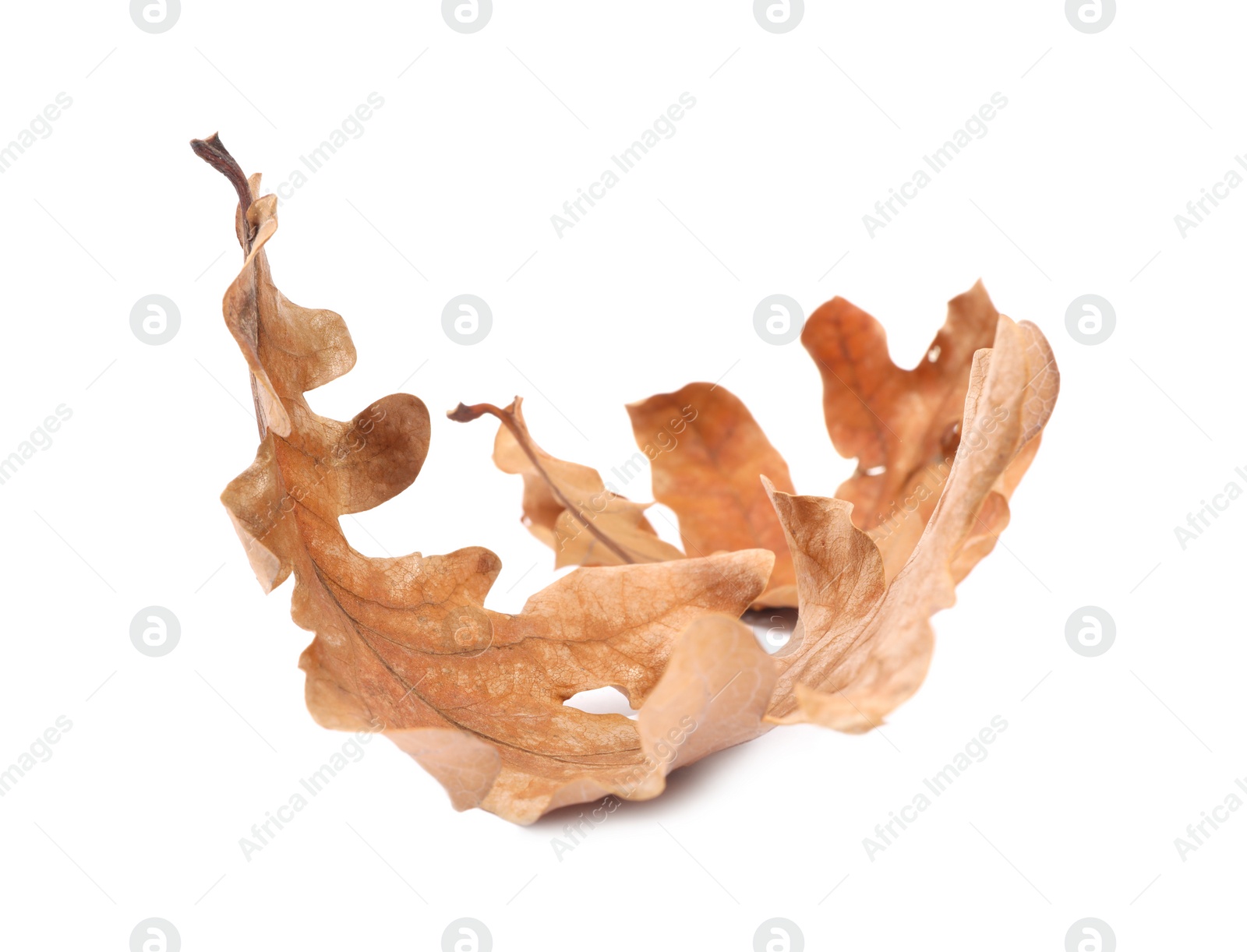 Photo of Autumn season. Dry oak leaves isolated on white