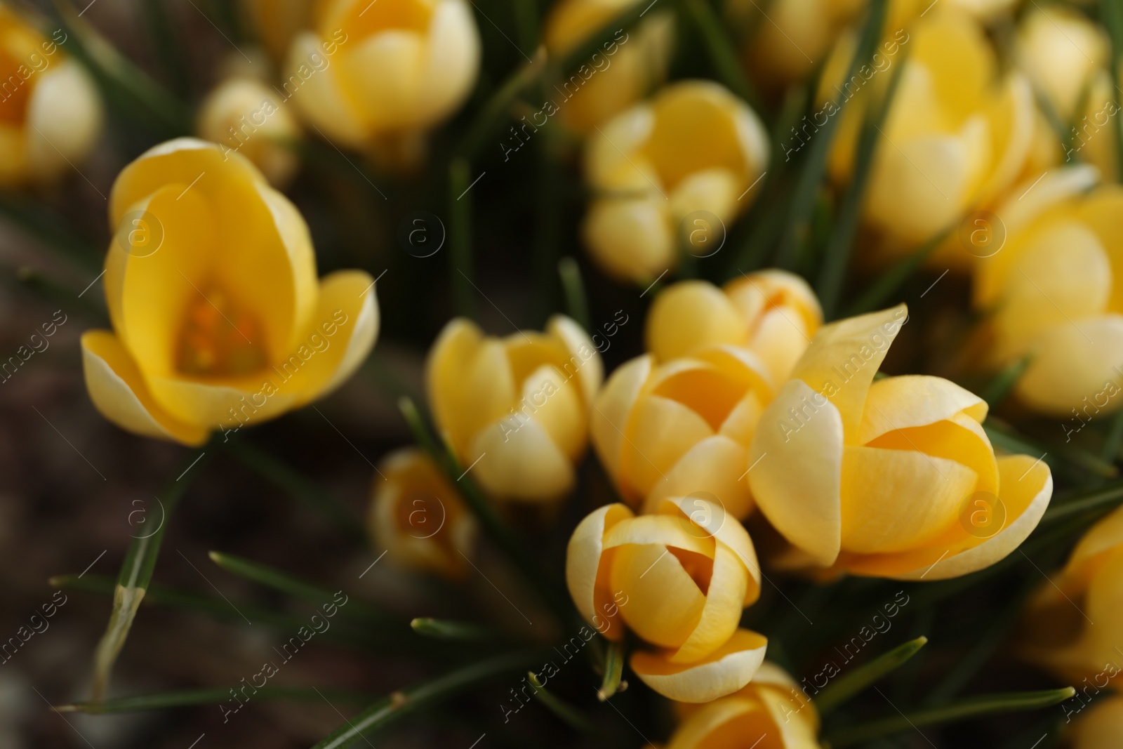Photo of Beautiful yellow crocus flowers growing in garden, closeup