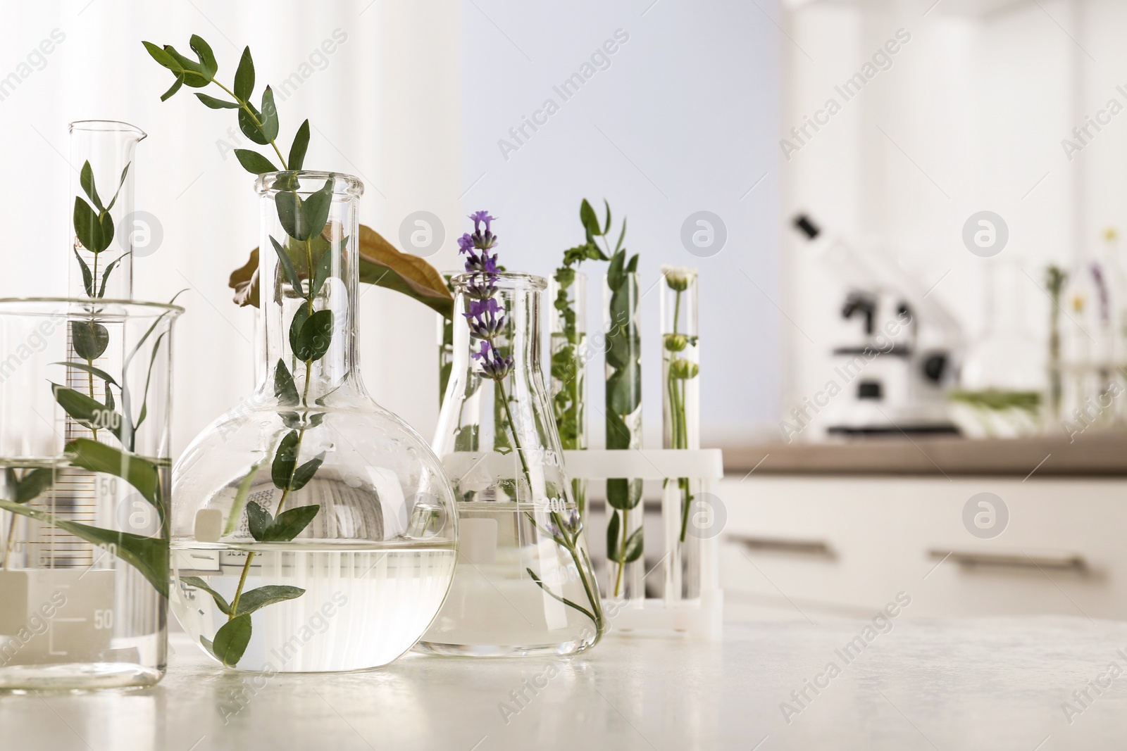 Photo of Laboratory glassware with different plants on table indoors