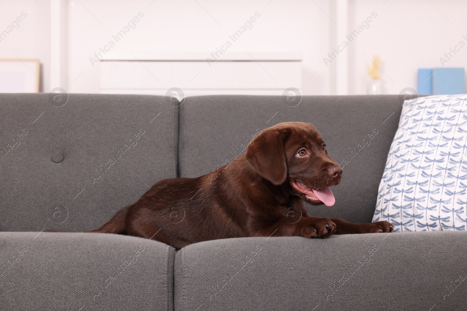 Photo of Cute chocolate Labrador Retriever puppy on sofa at home. Lovely pet