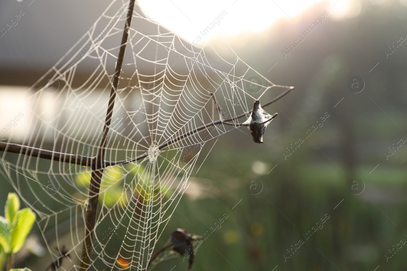 Photo of Cobweb on green meadow, closeup view