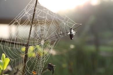 Photo of Cobweb on green meadow, closeup view