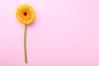 Photo of Beautiful yellow gerbera flower on pink background, top view. Space for text