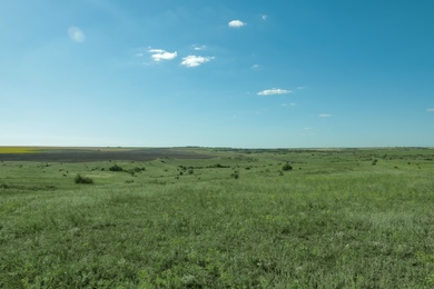 Photo of Beautiful landscape with green grass on sunny day