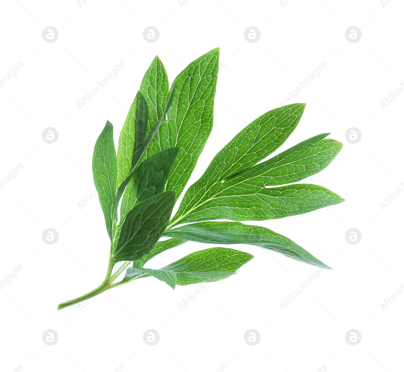 Photo of Fresh leaves of peony plant isolated on white