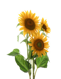 Beautiful bright blooming sunflowers on white background