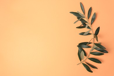 Olive twig with fresh green leaves on pale orange background, top view. Space for text