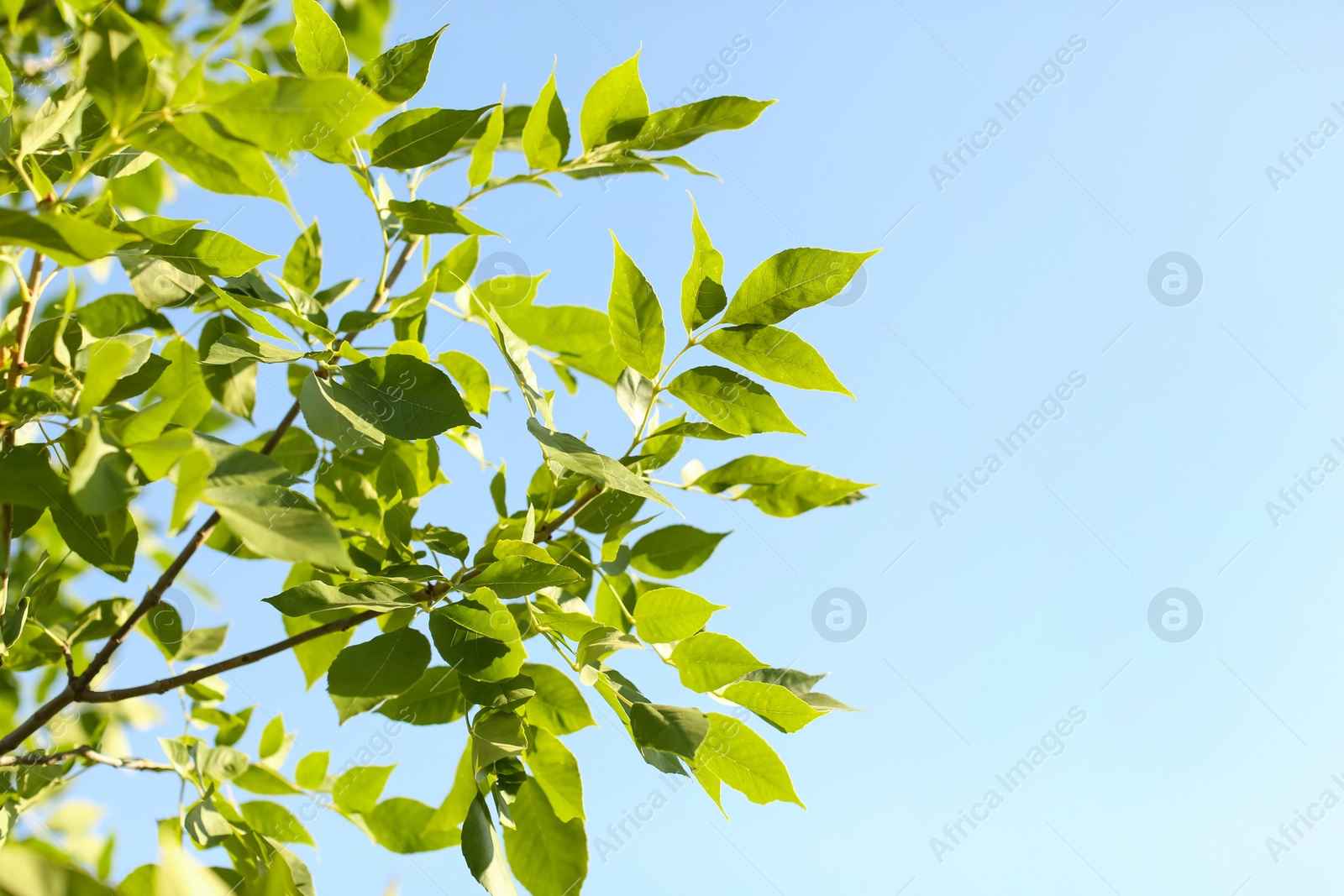 Photo of Beautiful tree branch with green leaves outdoors, closeup