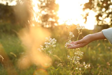 Woman walking through meadow and touching beautiful white flowers at sunset, closeup