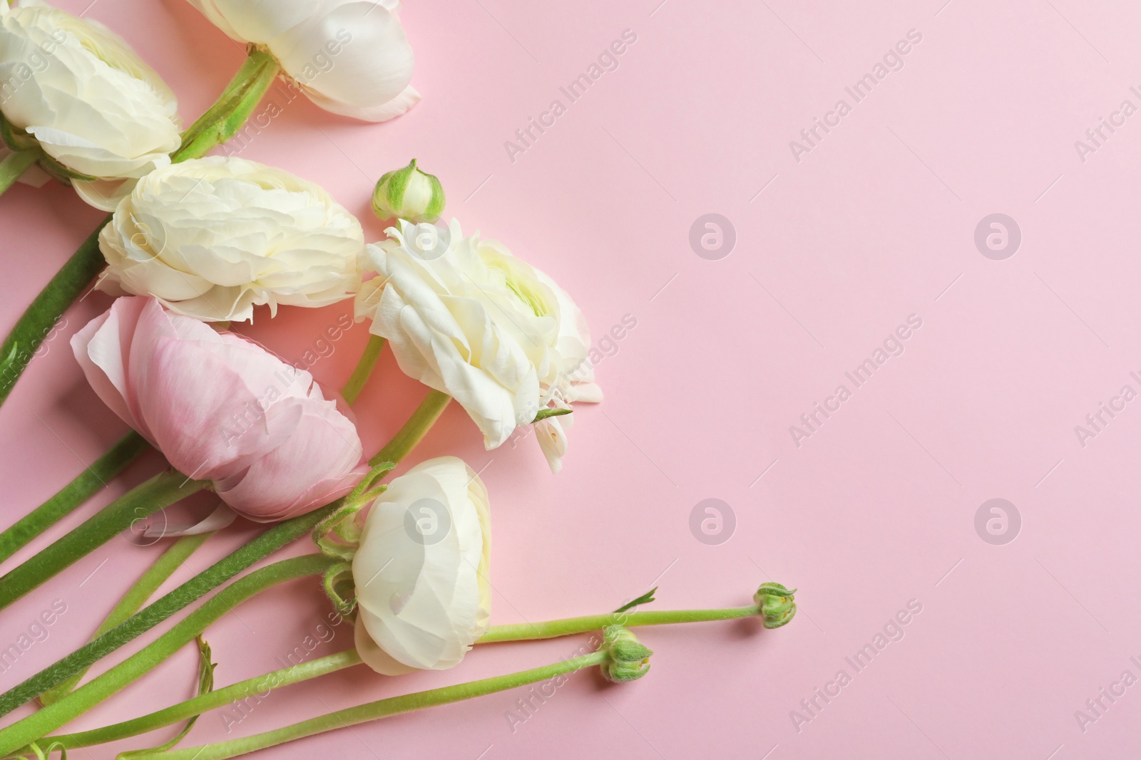 Photo of Beautiful ranunculus flowers on color background