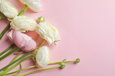 Beautiful ranunculus flowers on color background