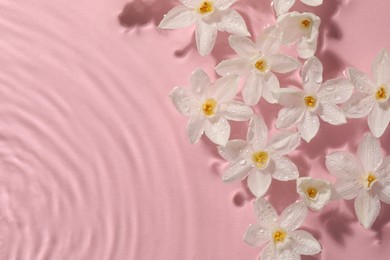 Beautiful daffodils in water on pink background, top view. Space for text