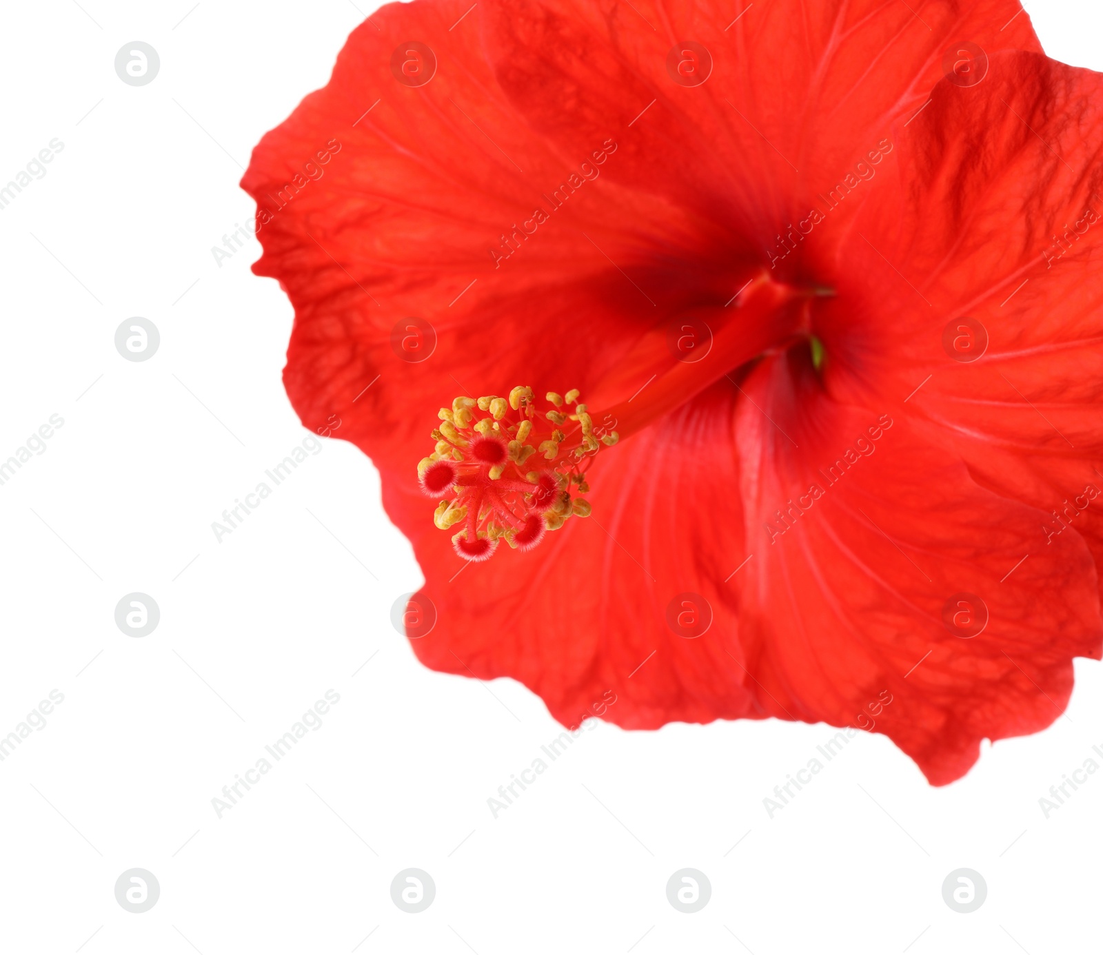 Photo of Beautiful red hibiscus flower isolated on white