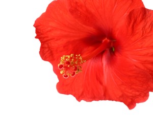 Beautiful red hibiscus flower isolated on white