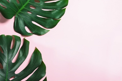 Photo of Green fresh monstera leaves on color background, flat lay with space for text. Tropical plant