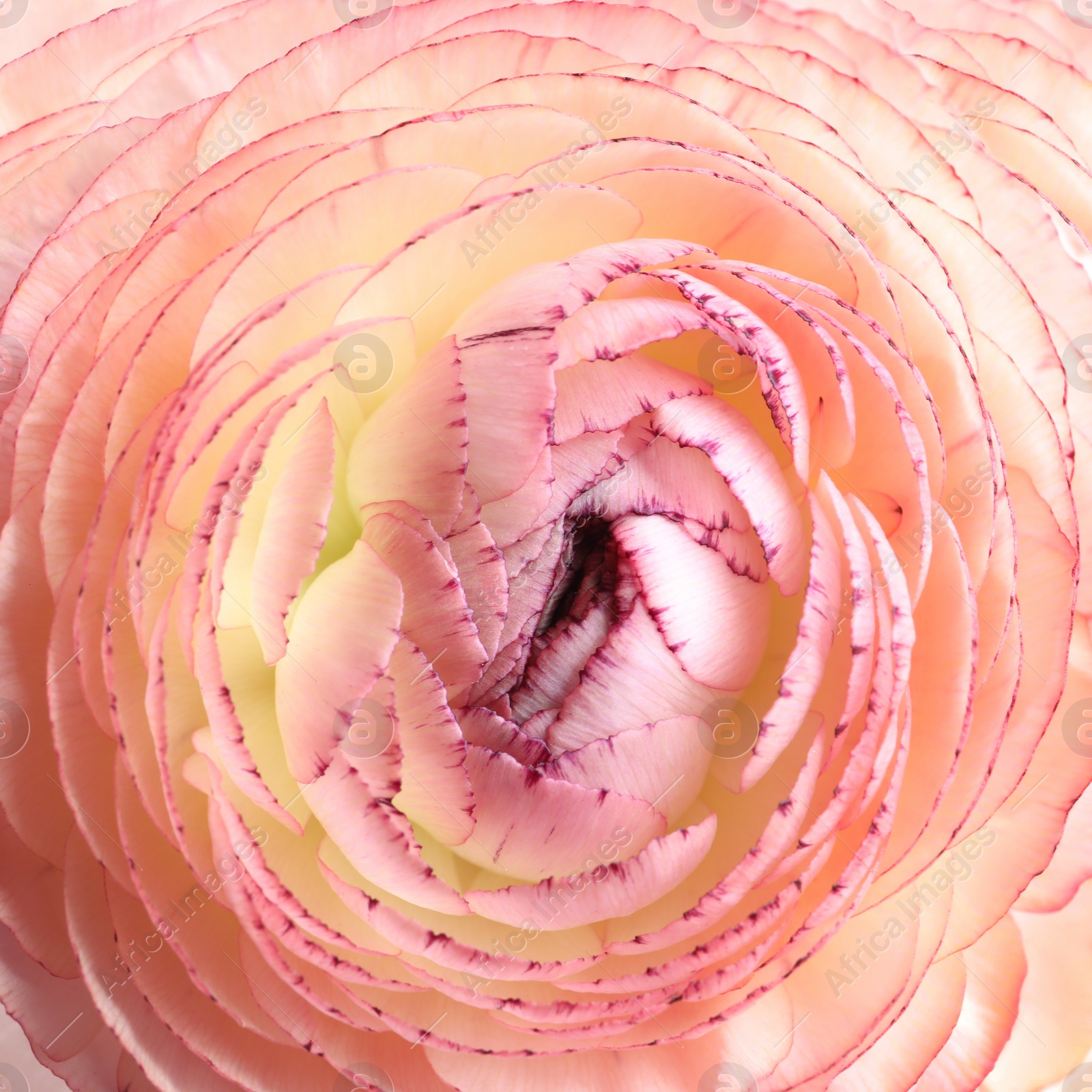 Photo of Beautiful fresh ranunculus flower on white background, closeup