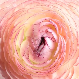 Photo of Beautiful fresh ranunculus flower on white background, closeup