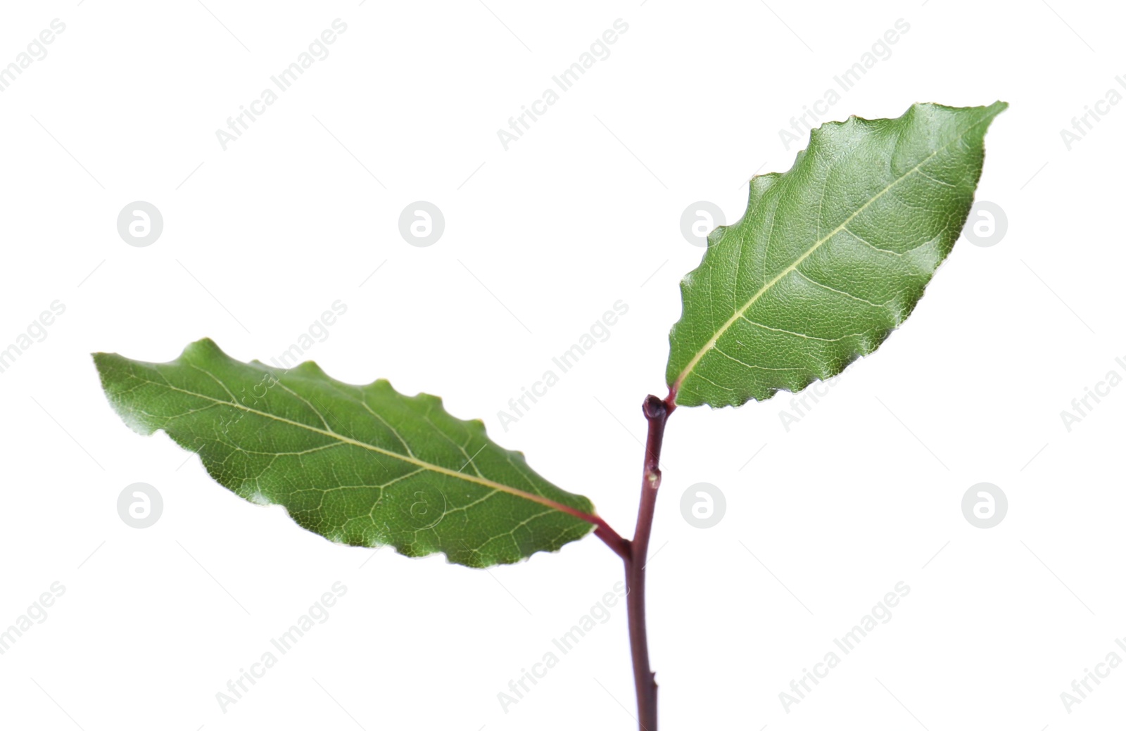 Photo of Branch with bay leaves isolated on white